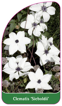 Clematis 'Sieboldii'