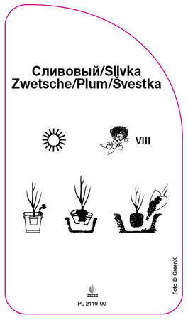 Sliwa 'Hanita'