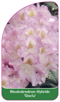 Rhododendron-Hybride 'Gisela'
