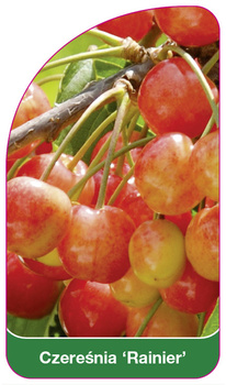 Czeresnia 'Rainer'