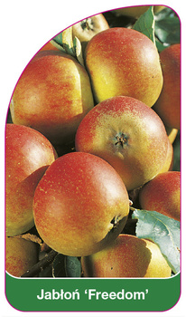 Jabłoń 'Freedom'