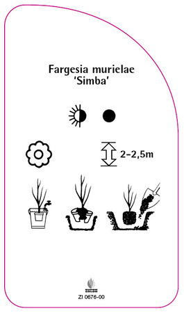 Fargesia murielae 'Simba'