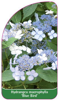 Hydrangea macrophylla 'Blue Bird'