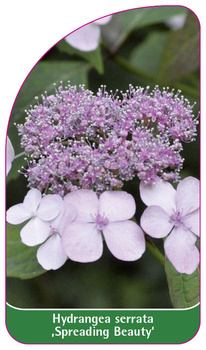 Hydrangea serrata ,Spreading Beauty'