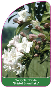 Weigela florida 'Bristol Snowflake'