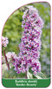 Buddleia davidii 'Frumusețe de frontieră'