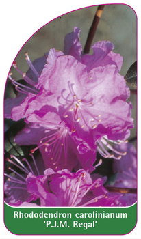 Rhododendron carolinianum 'P.J.M. Regal'