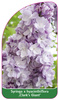 Syringa x hyacinthiflora ,Clark's Giant'