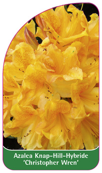 Azalea Knap-Hill-Hybride 'Christopher Wren'