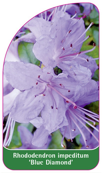 Rhododendron impeditum 'Blue Diamond'