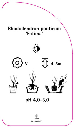 Rhododendron ponticum 'Fatima'