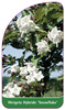 Weigela Hybride 'Snowflake'