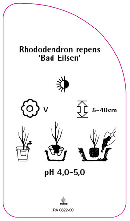 Rhododendron repens 'Bad Eilsen'