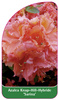 Azalea Knap-Hill-Hybride 'Sarina''