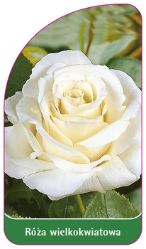 Velkokvětá růže č. 221