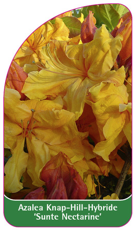 Azalea Knap-Hill-Hybride 'Sunte Nectarine''