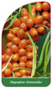 Hippophae rhamnoides