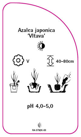 Azalea japonica 'Vltava'