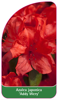 Azalea japonica 'Addy Wery'