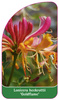 Lonicera heckrottii 'Goldflame'