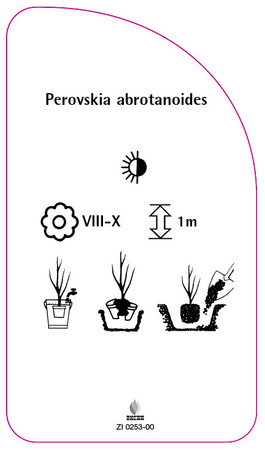 Perovskia abrotanoides