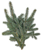 Gałązka świerka srebrna żywa do 30cm
