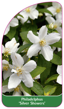 Philadelphus 'Silver Showers'