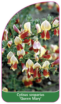 Cytisus scoparius 'Queen Mary'