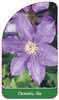 Clematis, lila