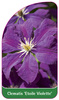 Clematis 'Etoile Violette'