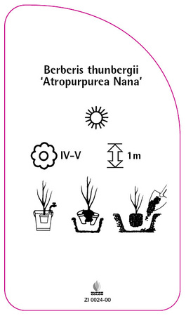 Berberis thunbergii 'Atropurpurea Nana'