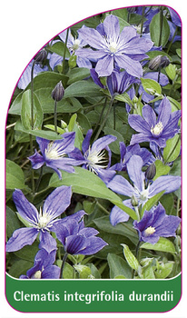 Clematis integrifolia durandii