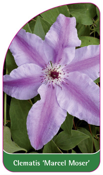 Clematis 'Marcel Moser'
