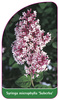 Syringa microphylla 'Superba'