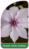 Clematis 'Matka Siedliska'