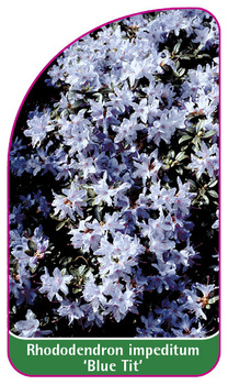 Rhododendron impeditum 'Blue Tit'