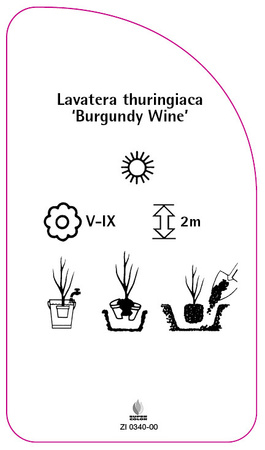Laventera thuringiaca 'Burgundy Wine'