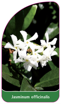 Jasminum officinalis