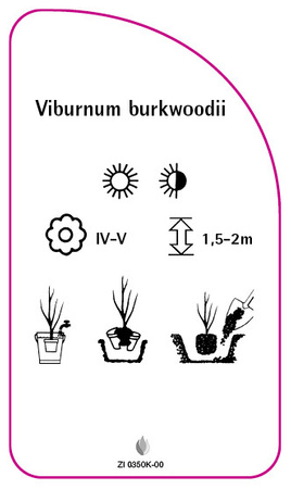 Viburnum burkwoodii