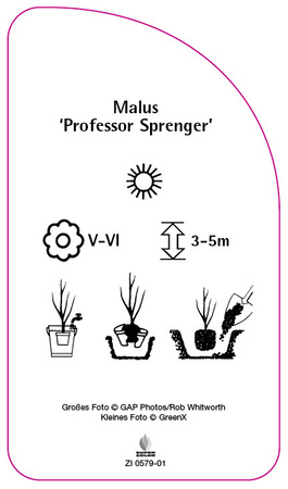 Malus 'Professor Sprenger'