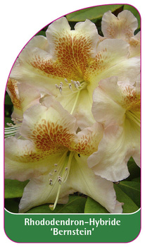 Rhododendron-Hybride 'Bernstein'
