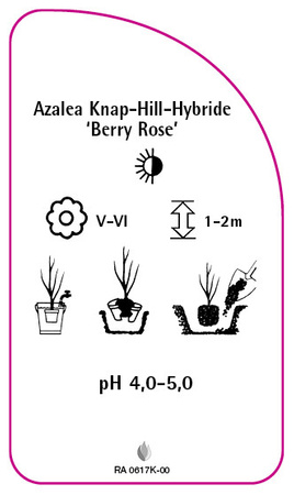 Azalka Knap-Hill-Gybride 'Berry Rose'
