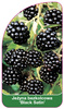 Mure fără ghimpi "Black Satin