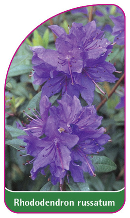 Rhododendron russatum