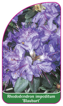 Rhododendron impeditum 'Blaubart'