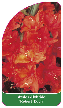 Azalea-Hybride 'Robert Koch'