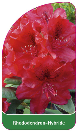 Rhododendron-Hybride