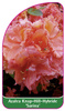 Azalea Knap-Hill-Gybride 'Sarina'