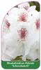 Rhododendron-Hybride 'Schneebukett'