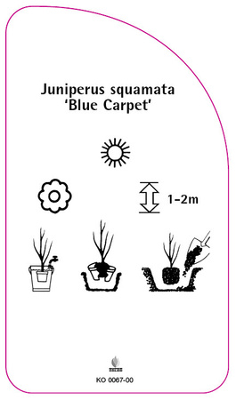 Juniperus squamata 'Blue Carpet'